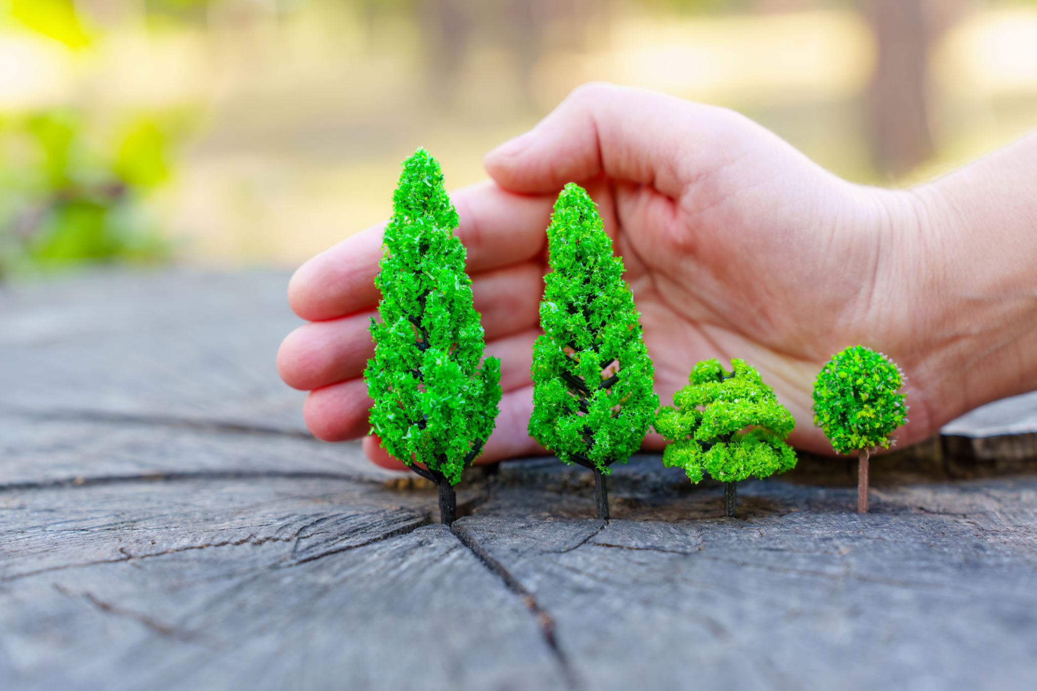 La restauración de los paisajes vegetales en el semiárido ibérico mediterráneo