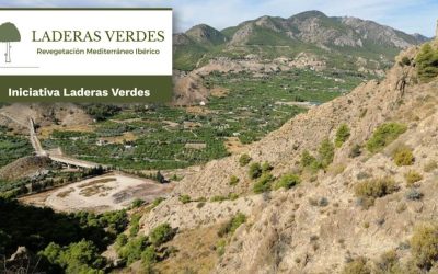 En los montes Mediterráneos, ¿no hay árboles porque no llueve, o, no llueve porque no hay árboles?
