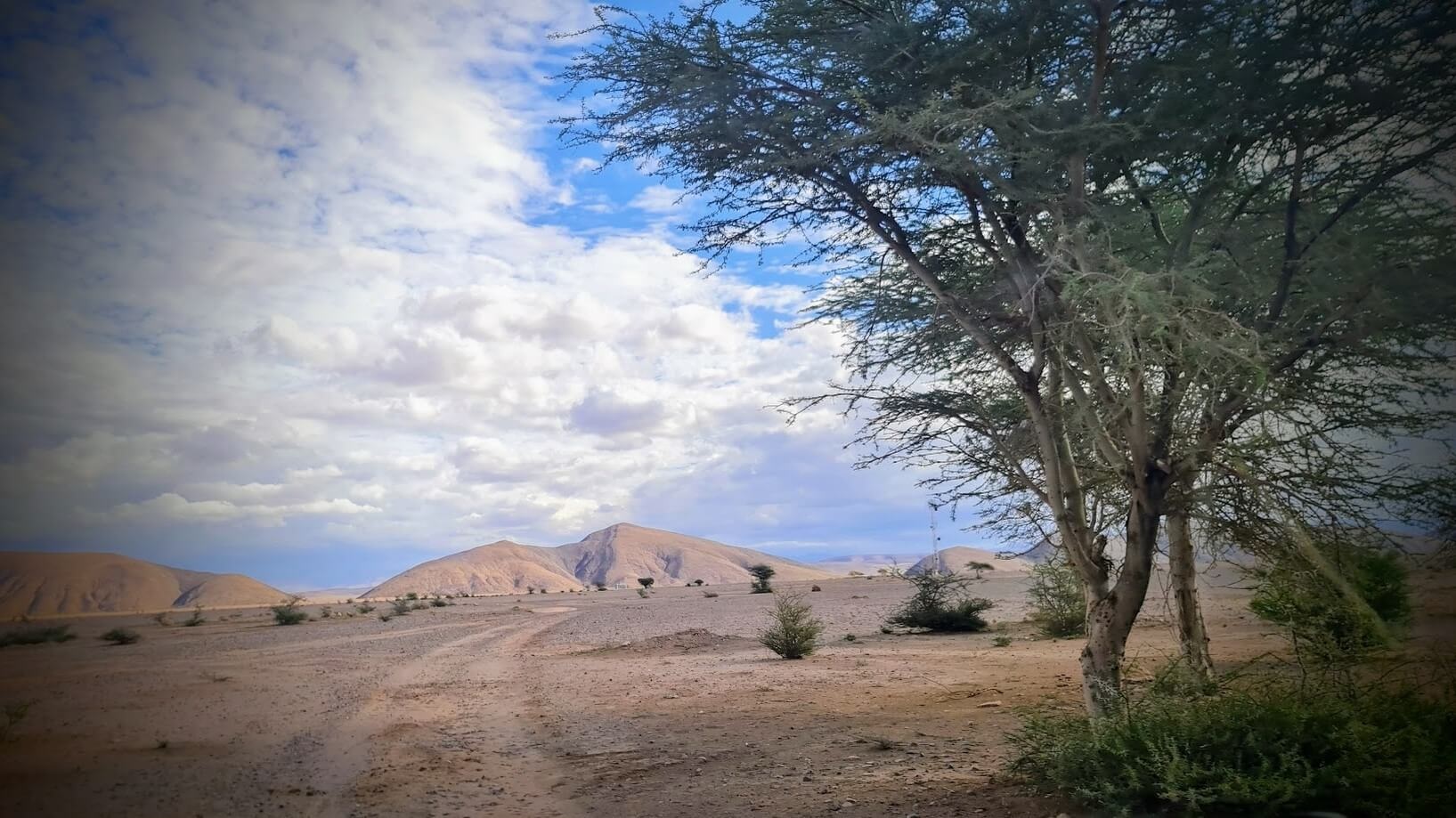 Desertificación y restauración forestal