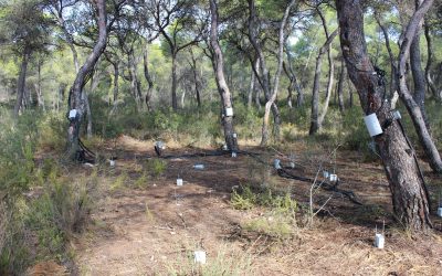 Reforest: mejorar la resiliencia de los bosques