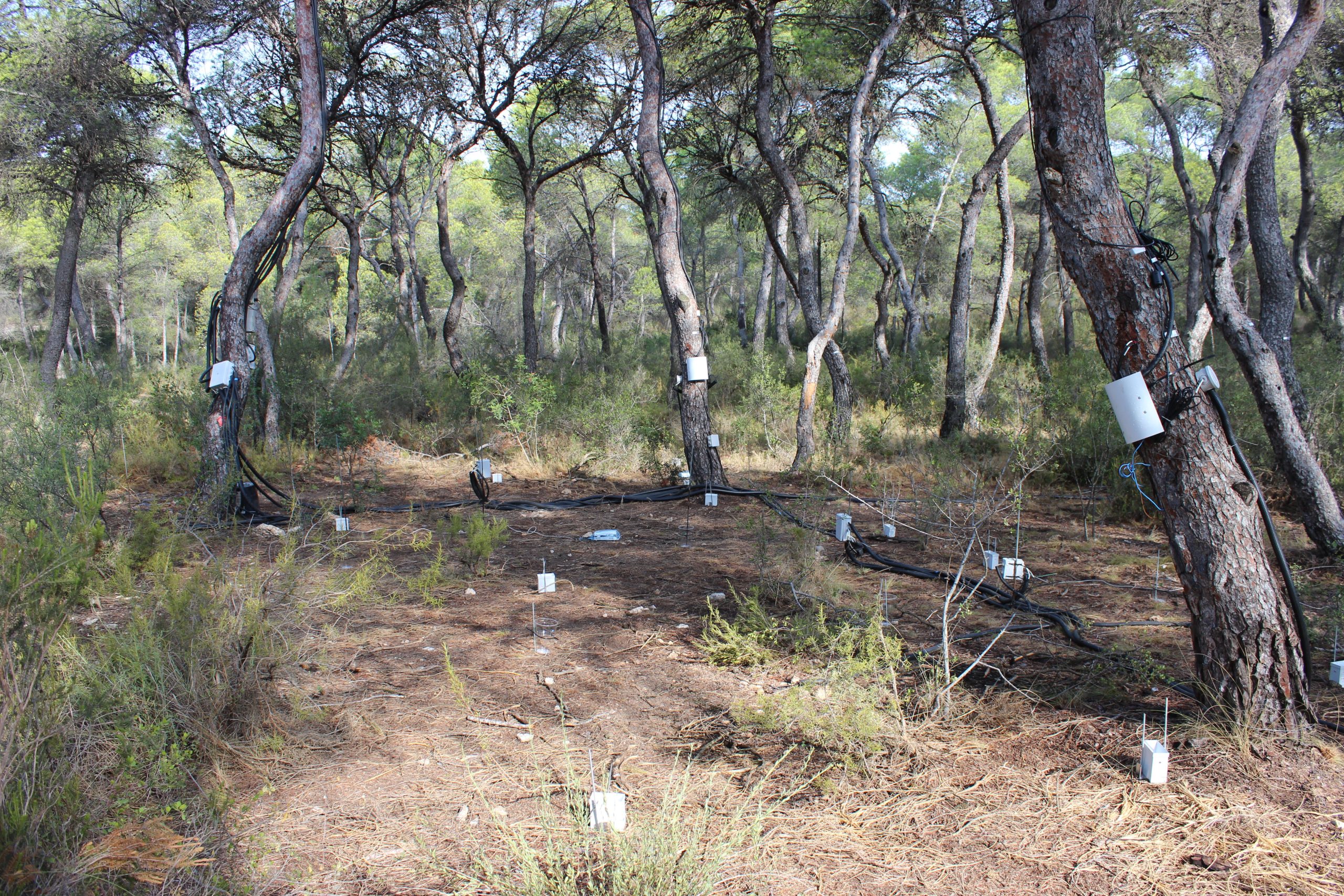Reforest: mejorar la resiliencia de los bosques