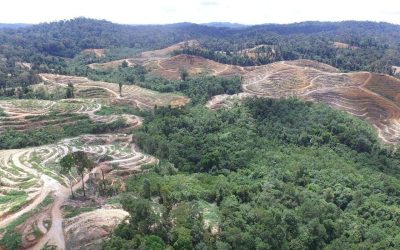 La lucha contra la desertificación y los compromisos NDPE