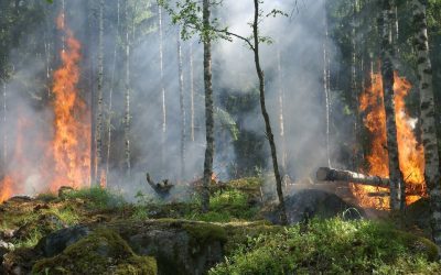 Europa prevé un aumento de incendios y daños forestales hasta 2100
