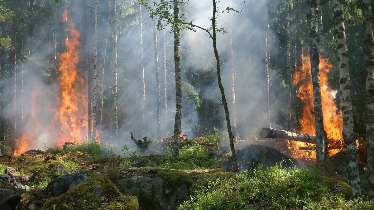 Europa prevé un aumento de incendios y daños forestales hasta 2100