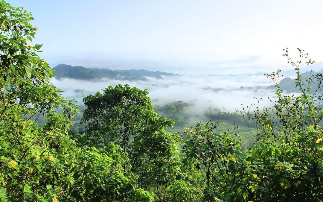 La Amazonía bajo presión ecológica y el riesgo de transformación irreversible