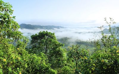 La Amazonía bajo presión ecológica y el riesgo de transformación irreversible