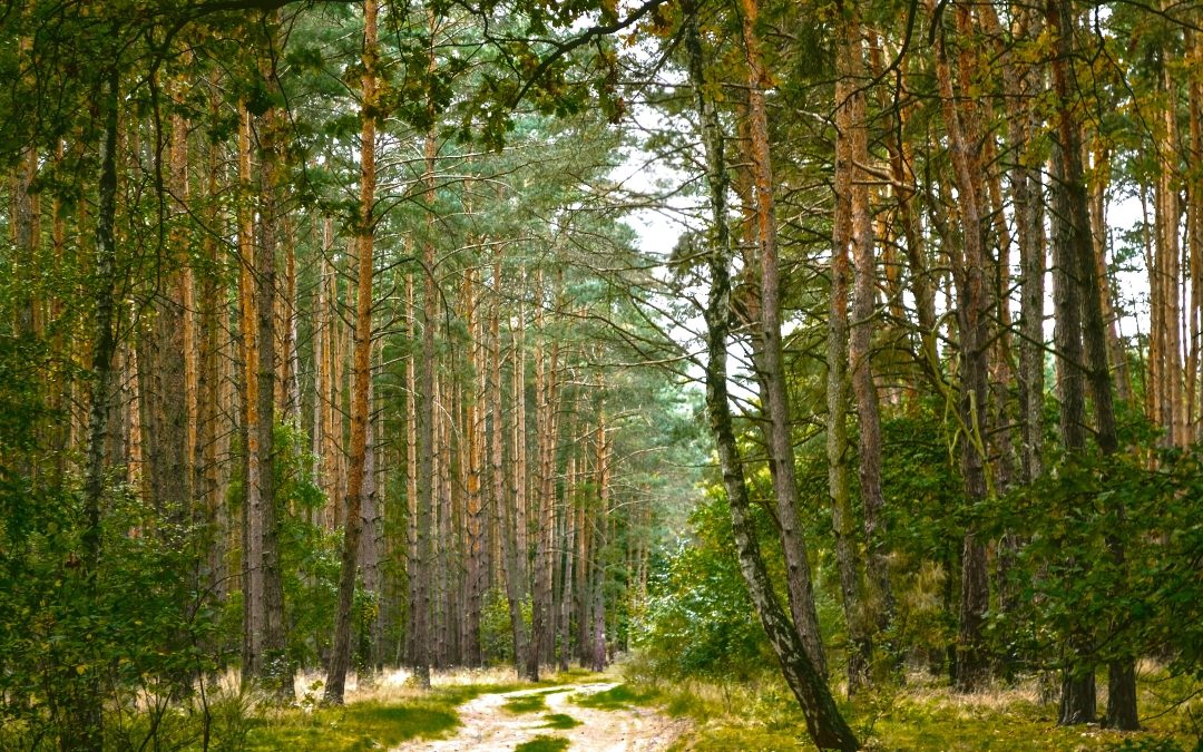 Pinos y rosa mosqueta amenazan la biodiversidad del bosque patagónico