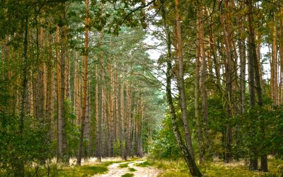Pinos y rosa mosqueta amenazan la biodiversidad del bosque patagónico