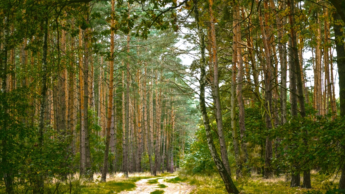 Pinos y rosa mosqueta amenazan la biodiversidad del bosque patagónico