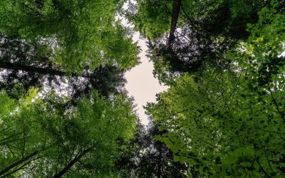 Protección forestal y su impacto en la seguridad del agua futura