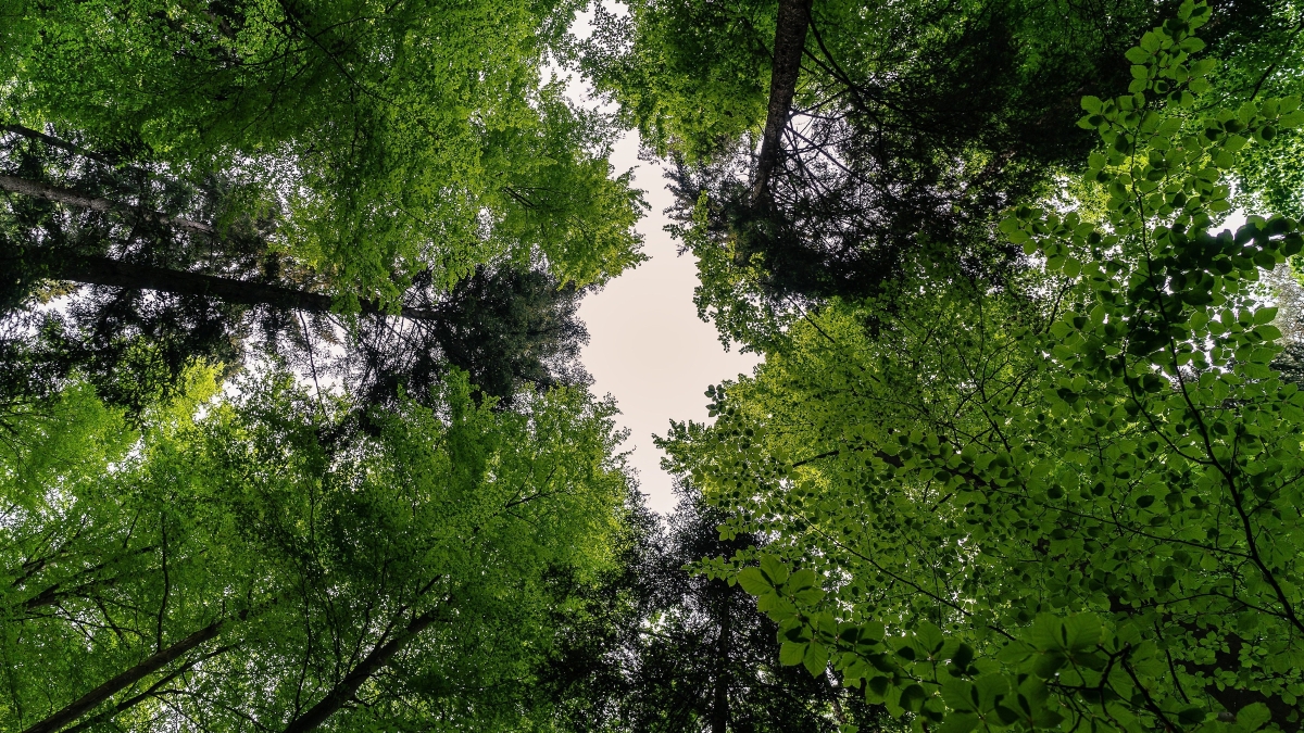 Protección forestal y su impacto en la seguridad del agua futura