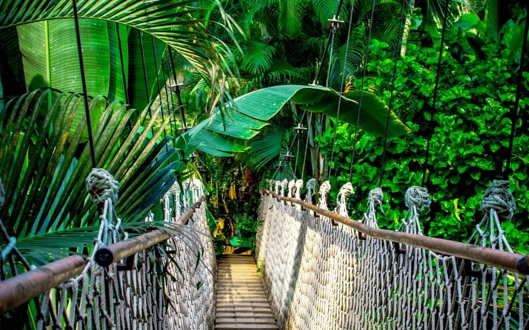 Reducción global de la deforestación tropical con liderazgo de Brasil