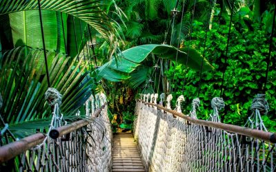 Reducción global de la deforestación tropical con liderazgo de Brasil
