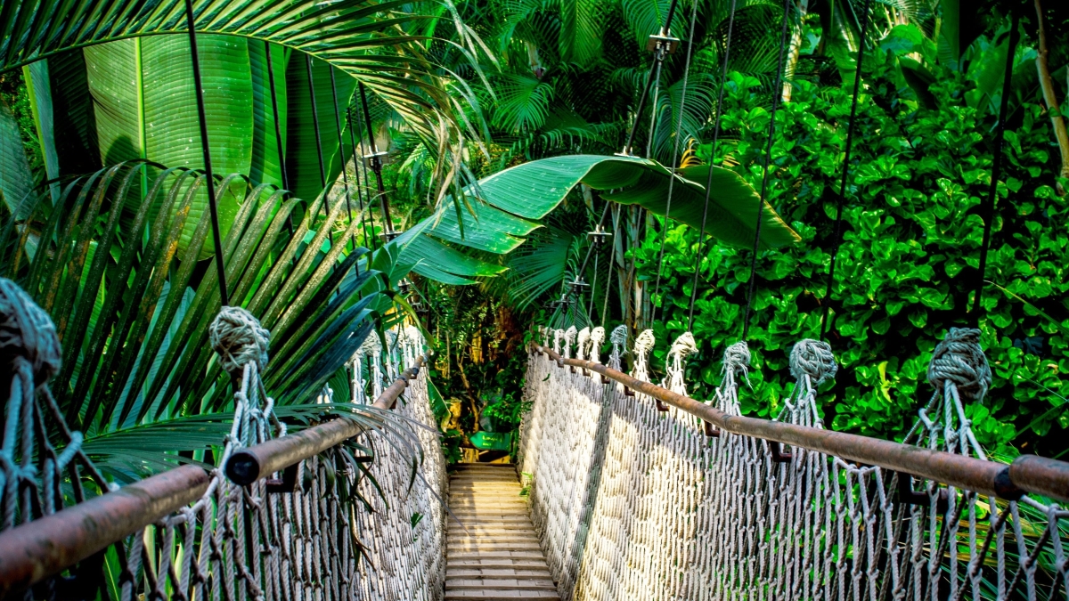Reducción global de la deforestación tropical con liderazgo de Brasil