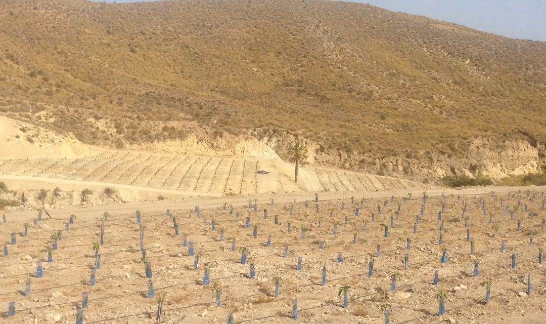 España y la desertificación silenciosa que afecta a la mayoría del territorio habitado