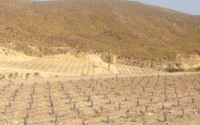 España y la desertificación silenciosa que afecta a la mayoría del territorio habitado