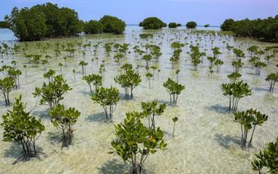 Los manglares se recuperan globalmente tras décadas de pérdida ambiental