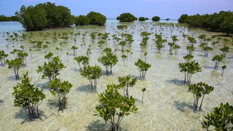 Los manglares se recuperan globalmente tras décadas de pérdida ambiental