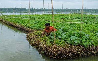 Agricultura flotante en Bangladesh convierte vegetación acuática en cultivos productivos todo el año