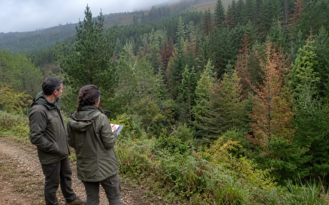 Nuevas coníferas para recuperar los bosques afectados en la cornisa cantábrica