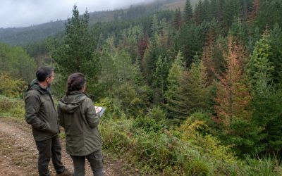 Nuevas coníferas para recuperar los bosques afectados en la cornisa cantábrica