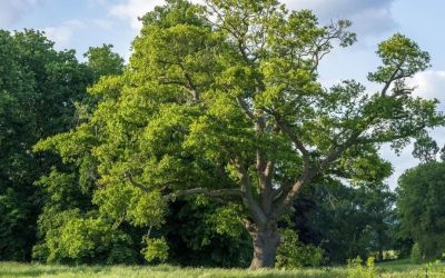 La inteligencia artificial optimiza la plantación de árboles urbanos para reducir hasta 3,5 °C en ciudades