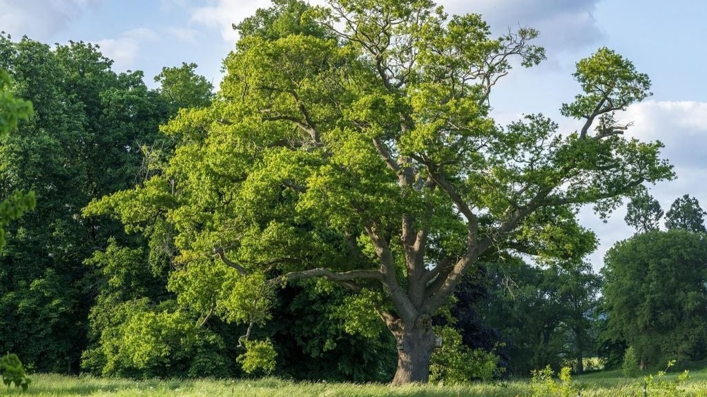 La inteligencia artificial optimiza la plantación de árboles urbanos para reducir hasta 3,5 °C en ciudades