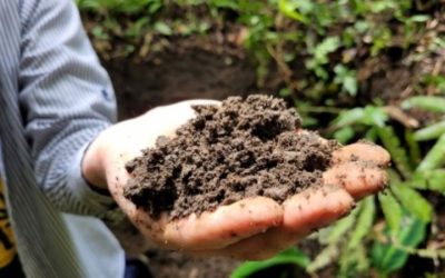 La tierra negra amazónica acelera la restauración forestal en suelos degradados