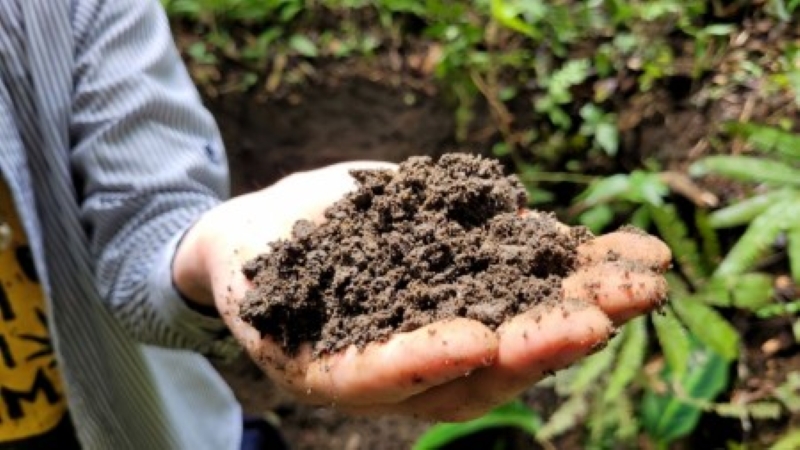 La tierra negra amazónica acelera la restauración forestal en suelos degradados