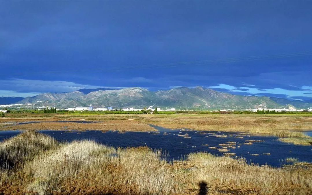 La Marjal de Nules pierde agua y pone en riesgo su biodiversidad