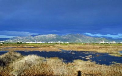 La Marjal de Nules pierde agua y pone en riesgo su biodiversidad