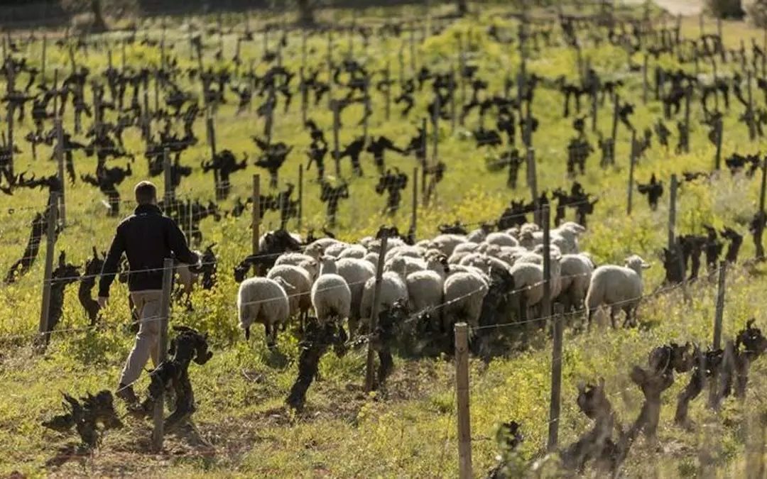La agricultura sostenible demuestra que rentabilidad y protección ambiental pueden avanzar juntas