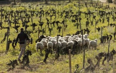 La agricultura sostenible demuestra que rentabilidad y protección ambiental pueden avanzar juntas