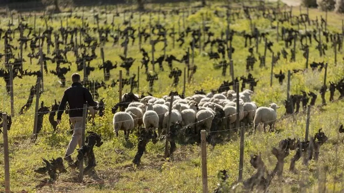 La agricultura sostenible demuestra que rentabilidad y protección ambiental pueden avanzar juntas