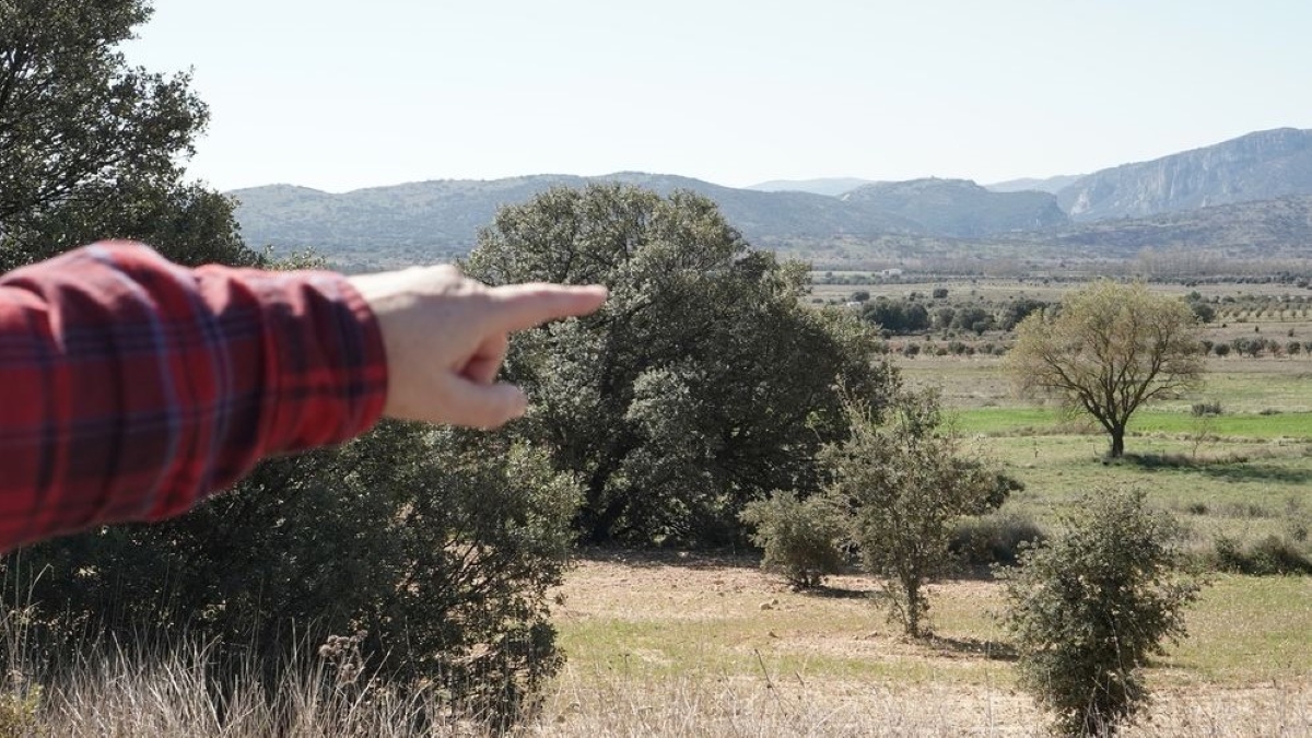 Los árboles con trufa podrían ayudar a reducir el impacto de las lluvias torrenciales