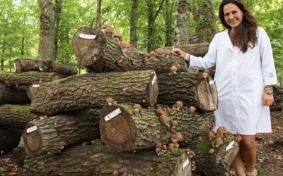 Los árboles micorrizados refuerzan la resiliencia de los montes frente a los incendios