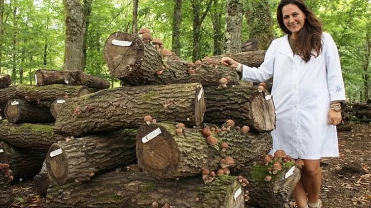 Los árboles micorrizados refuerzan la resiliencia de los montes frente a los incendios