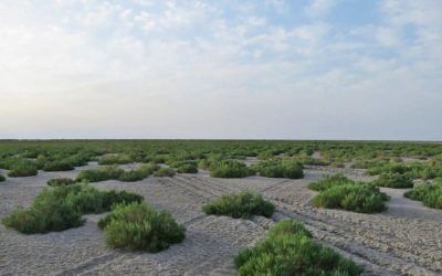 Uzbekistán transforma el desierto de Aral en un gran bosque