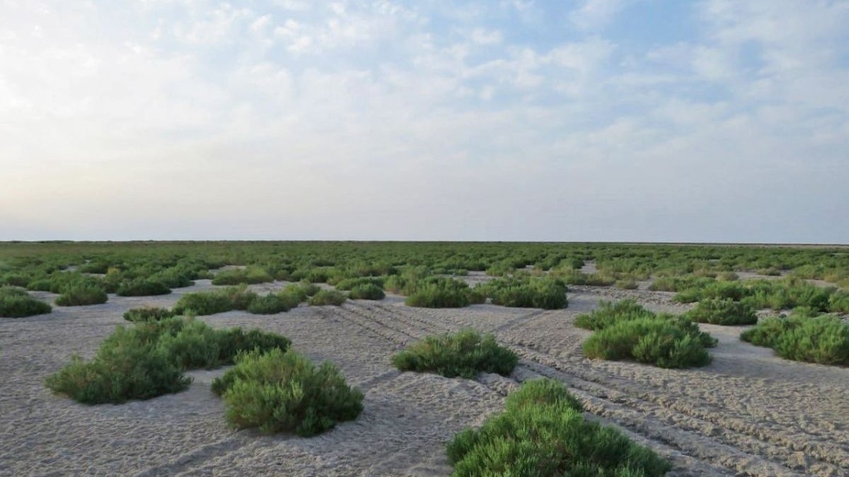 Uzbekistán transforma el desierto de Aral en un gran bosque
