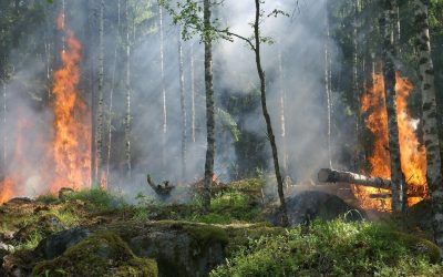 La prevención sigue siendo la principal herramienta frente a los incendios forestales