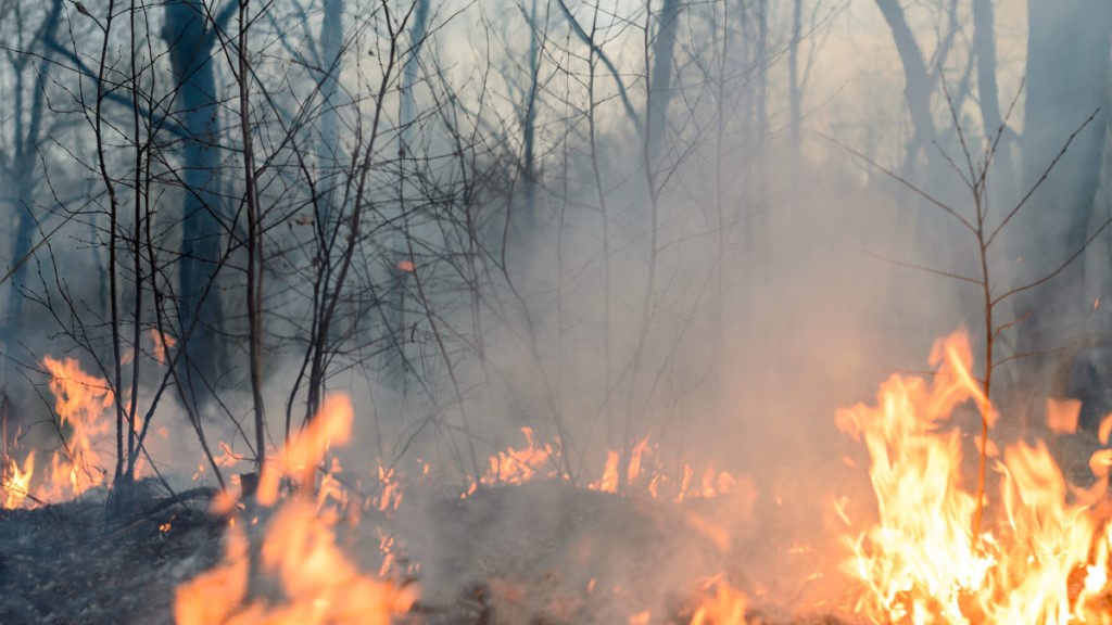 El fuego forjó nuestra especie y la asombrosa diversidad biológica del planeta