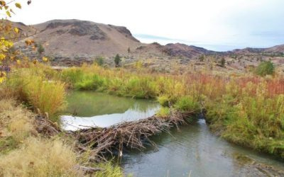 Restauración ecológica e hídrica en Silvies Ranch, un paradigma