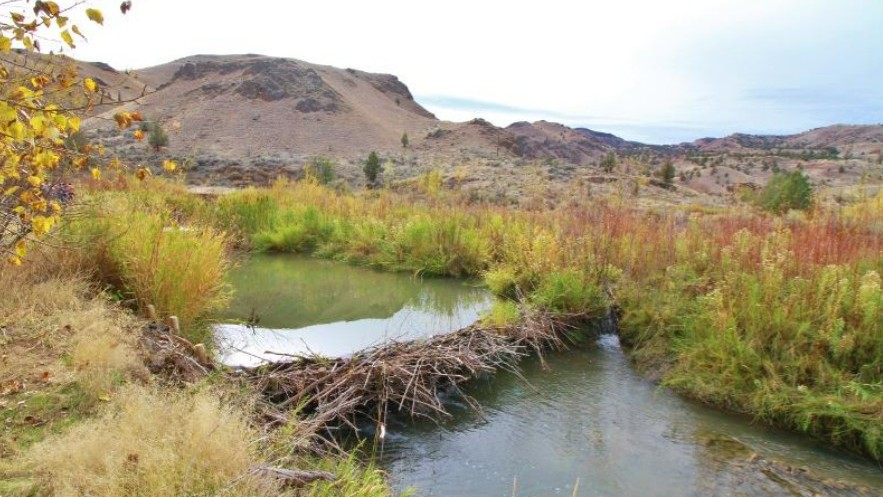 Restauración ecológica e hídrica en Silvies Ranch, un paradigma