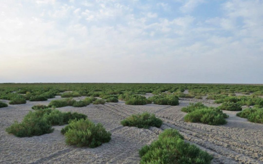 Uzbekistán recupera el antiguo mar de Aral con millones de árboles