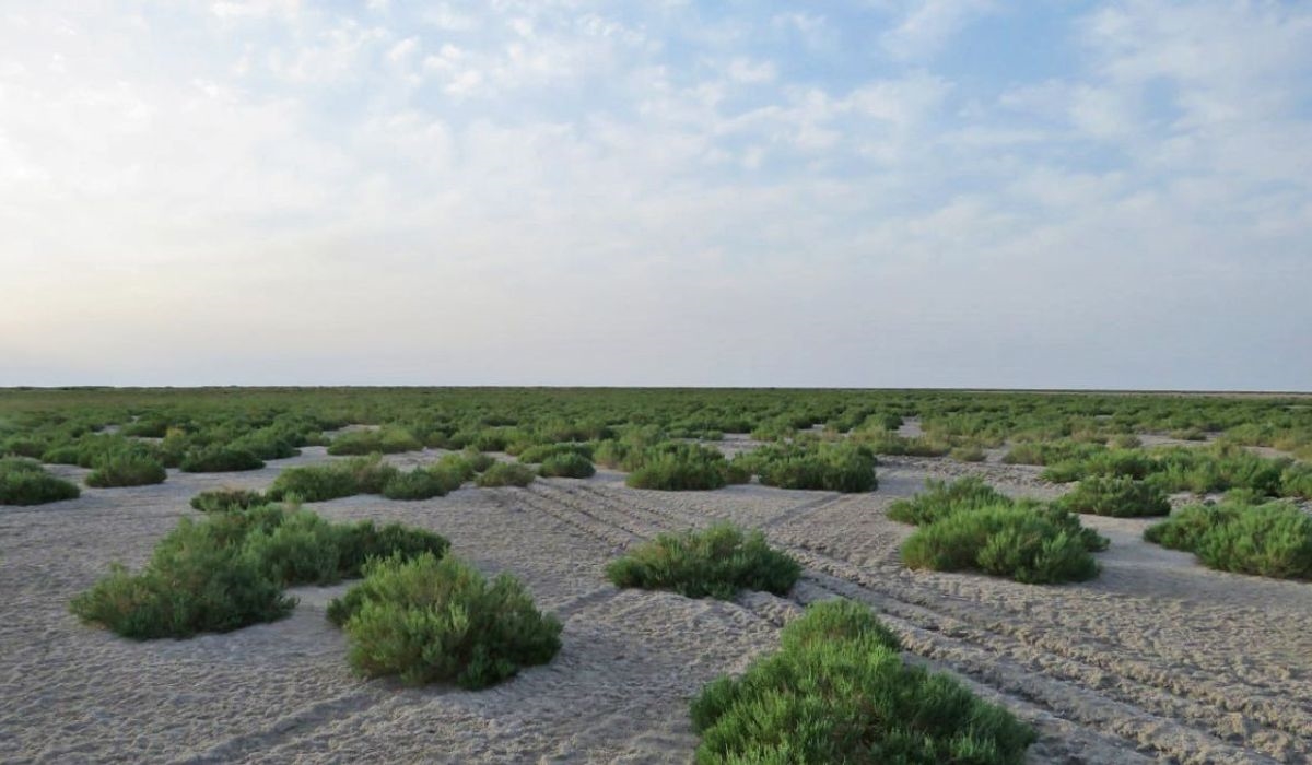 Uzbekistán recupera el antiguo mar de Aral con millones de árboles
