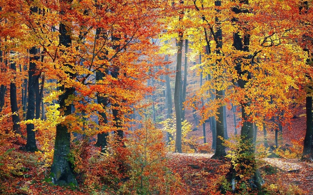 75 años de restauración forestal en España: balance de una transformación del paisaje