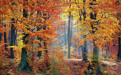 75 años de restauración forestal en España: balance de una transformación del paisaje