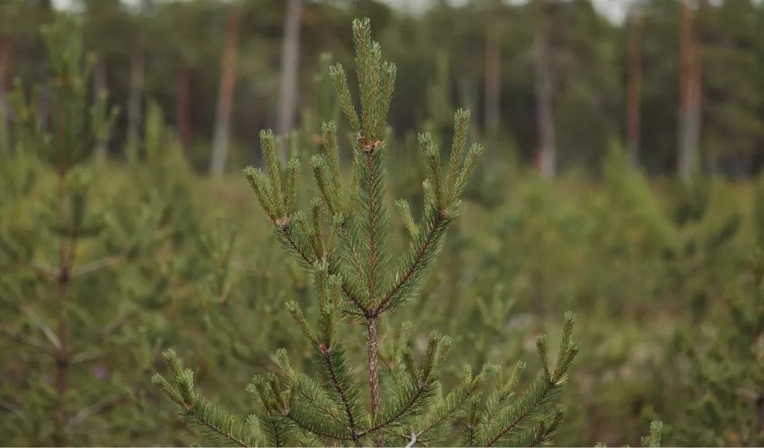 Las plantaciones forestales pueden ser una oportunidad para Chile