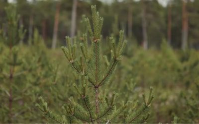 Las plantaciones forestales pueden ser una oportunidad para Chile
